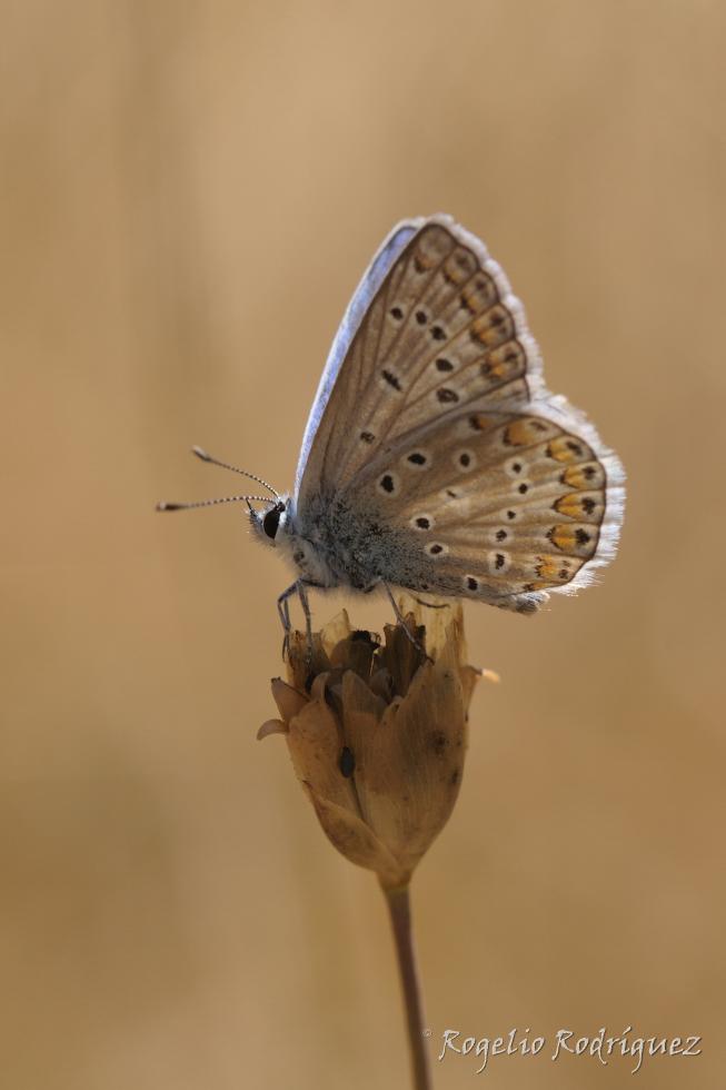 De la familia Lycaenidae